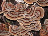 turkey tails